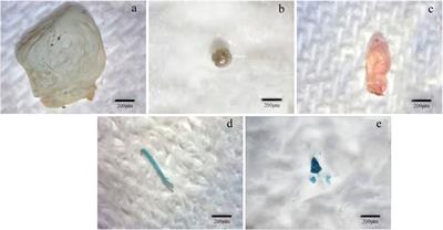 Microplastic Distribution and Influence Factor Analysis of Seawater and Surface Sediments in a Typical Bay With Diverse Functional Areas: A Case Study in Xincun Lagoon, China